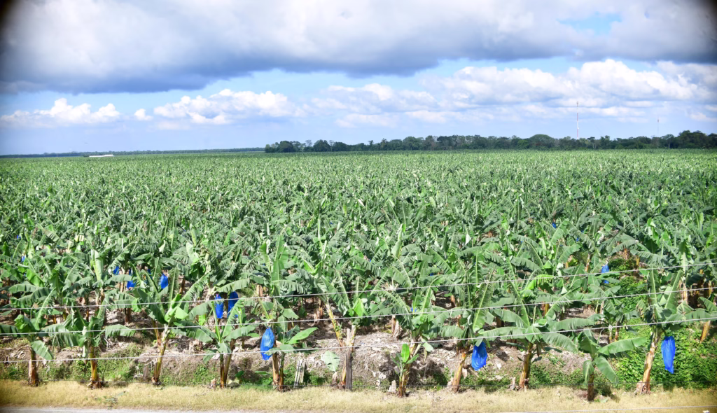Teapa Platanos