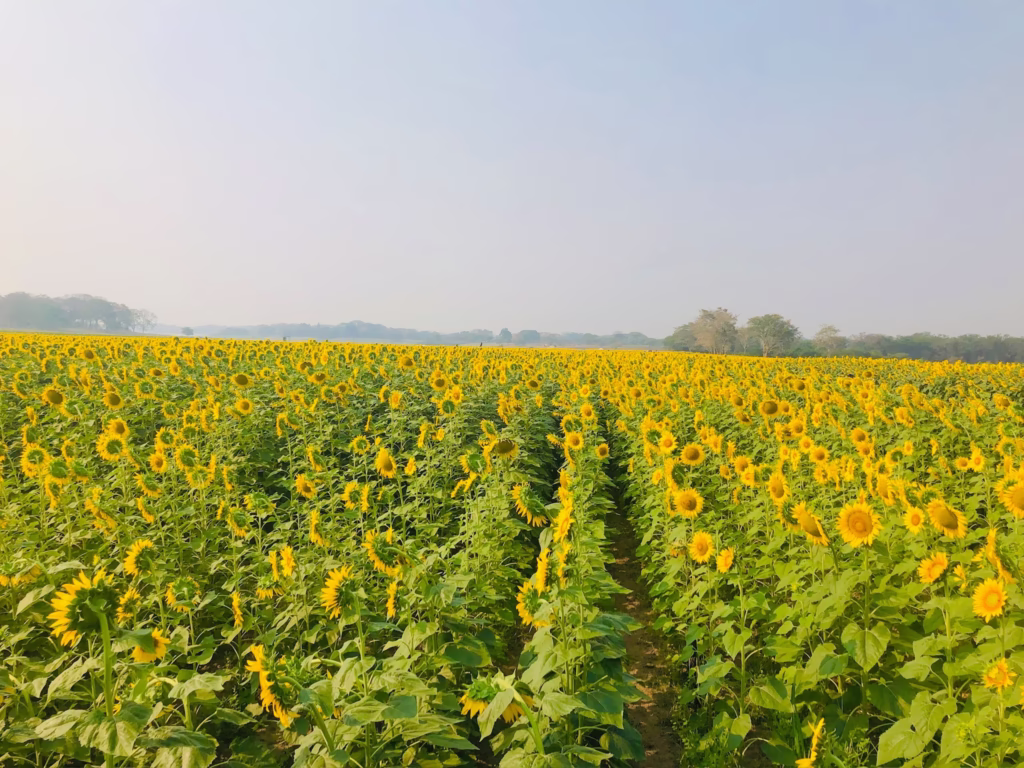 Se Inaugura El &Quot;Laberinto De Los Girasoles&Quot; En Balancán Este 12 De Abril 74 486703098 1061373036025211 208571087336926460 N
