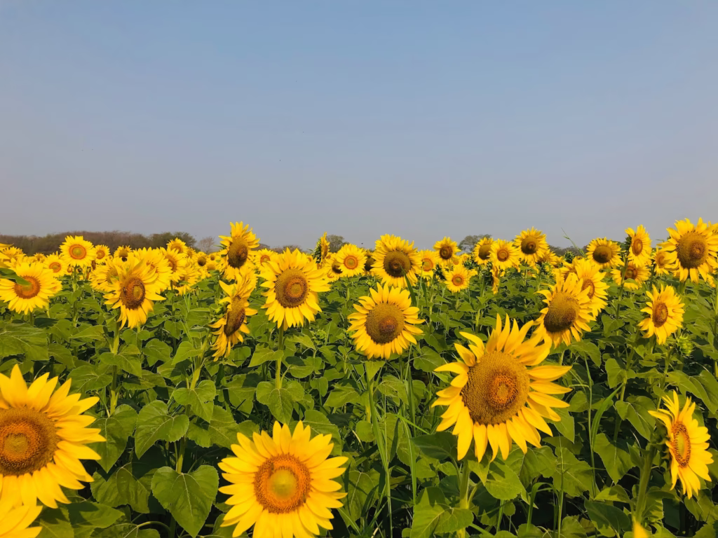 Se Inaugura El &Quot;Laberinto De Los Girasoles&Quot; En Balancán Este 12 De Abril 75 487136412 1061373006025214 7742947450862788320 N