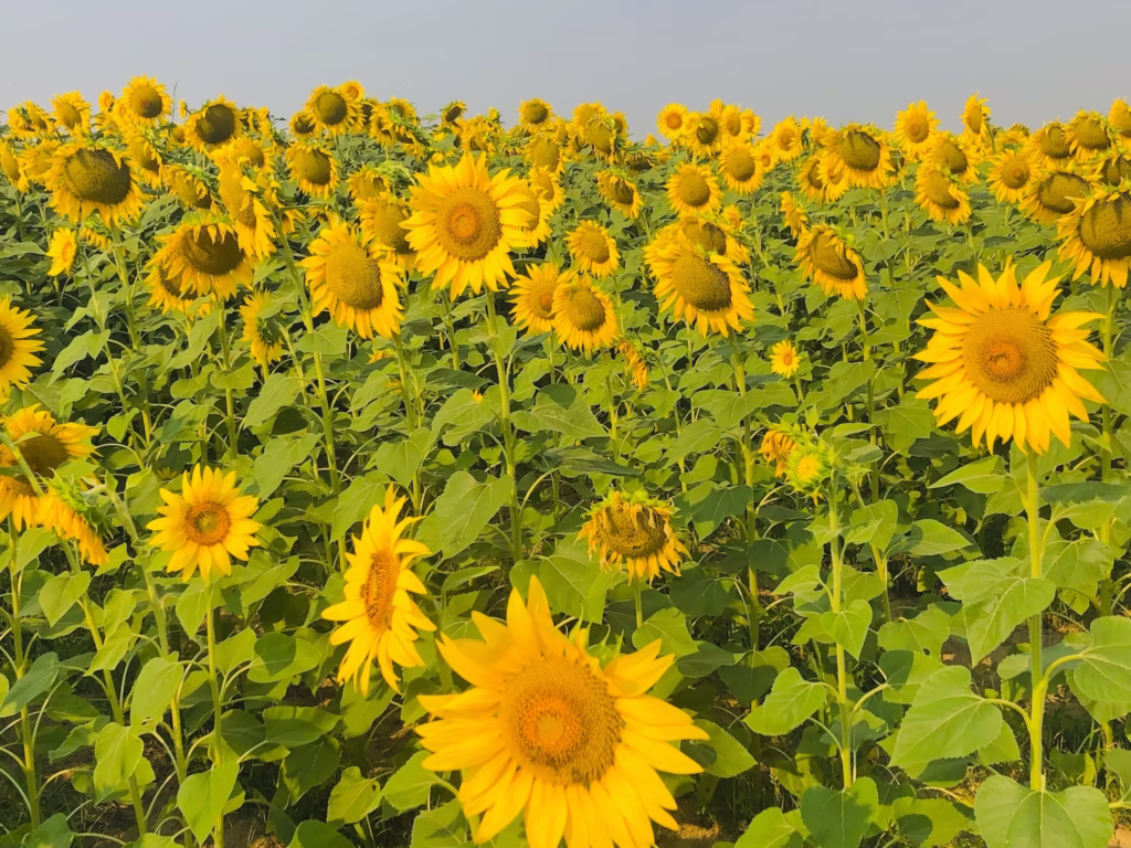 Se Inaugura El &Quot;Laberinto De Los Girasoles&Quot; En Balancán Este 12 De Abril 76 487540129 1061373042691877 4595904636861298917 N