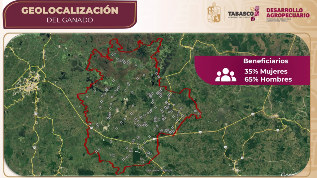El Gobierno Del Pueblo Impulsa La Ganadería: 4,260 Novillonas Y 426 Sementales Ya Fueron Entregados 71 73550B8A F7F3 4D07 8Bfc D07E9Dd8C90E