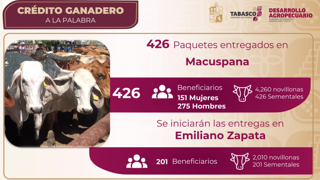 El Gobierno Del Pueblo Impulsa La Ganadería: 4,260 Novillonas Y 426 Sementales Ya Fueron Entregados 74 A339Edfc 3Dff 4152 8C1E D17082129Ca2