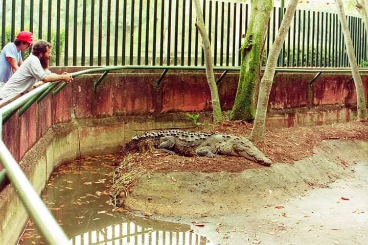 ¿Te Acuerdas De Papillón? El Cocodrilo Que Escapó Tres Veces Y Marcó A Tabasco 74 476877645 608887435230183 1365314702279930717 N