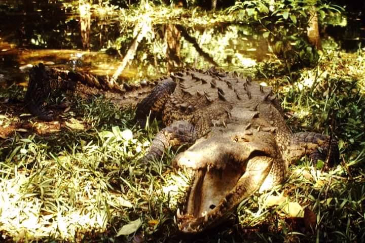 ¿Te Acuerdas De Papillón? El Cocodrilo Que Escapó Tres Veces Y Marcó A Tabasco 72 477195903 608887765230150 7707506193262283593 N