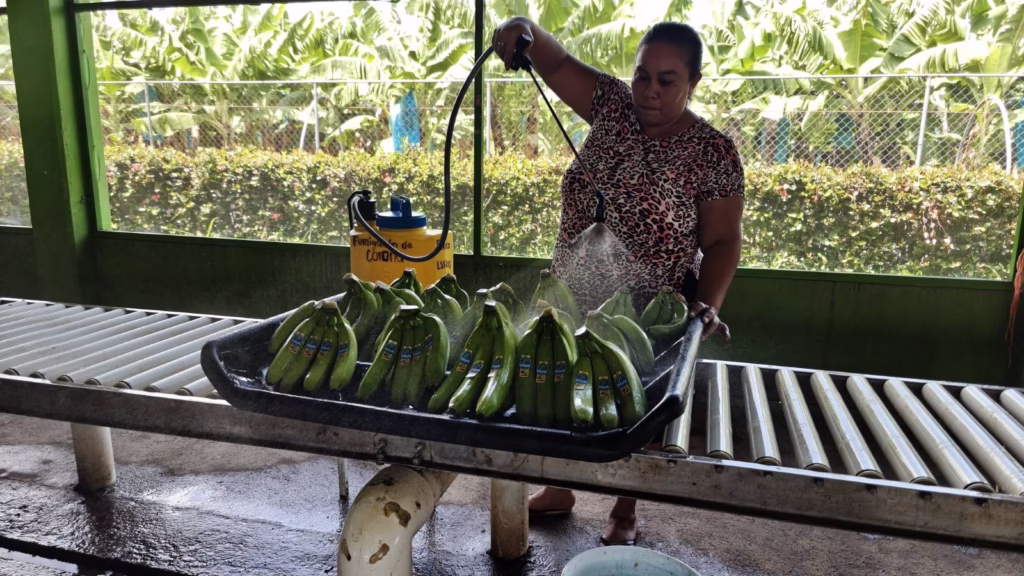Producción De Banano En La Finca 'Las Lilias', Al Mercado Nacional E Internacional 72 514670503 1044410647872379 2457092520185461128 N