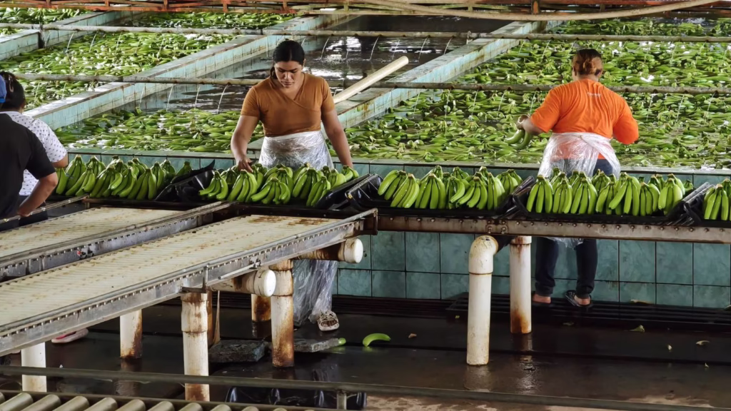 Producción De Banano En La Finca 'Las Lilias', Al Mercado Nacional E Internacional 73 515279301 1044410777872366 5925324186335957416 N