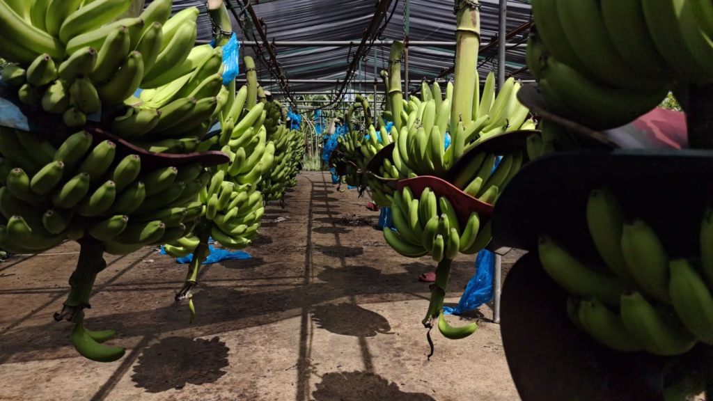 Producción De Banano En La Finca 'Las Lilias', Al Mercado Nacional E Internacional 74 515499163 1044413457872098 3634684764047228074 N 1