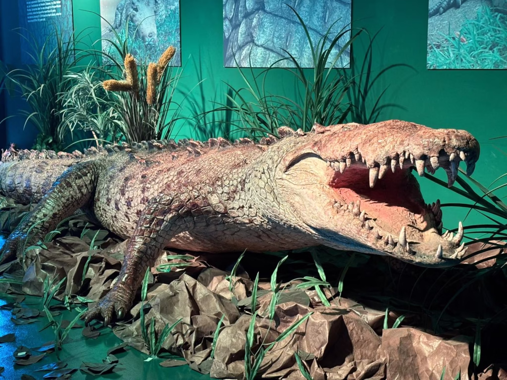 ¿Te Acuerdas De Papillón? El Cocodrilo Que Escapó Tres Veces Y Marcó A Tabasco 75 Te Acuerdas De Papillon El Cocodrilo Que Escapo Tres Veces Y Marco A Tabasco