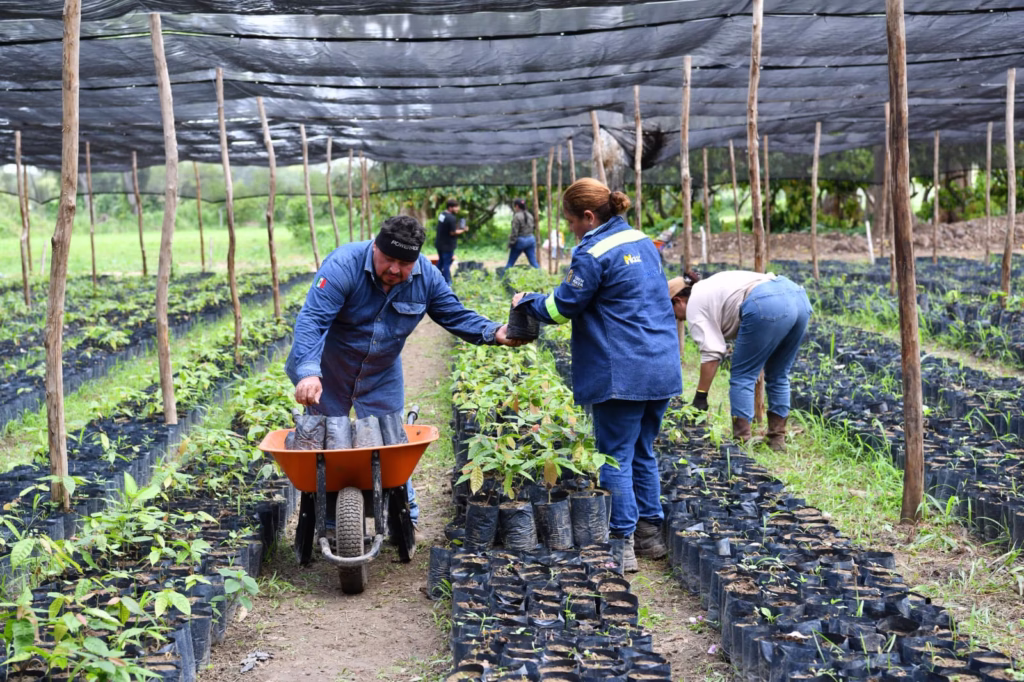 &Quot;Tabasco Sembrará 1.5 Millones De Plantas En Jornada De Reforestación Este 8 De Octubre&Quot; 75 Whatsapp Image 2025 07 30 At 5.27.10 Pm