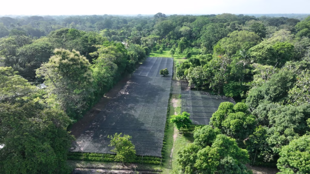 &Quot;Tabasco Sembrará 1.5 Millones De Plantas En Jornada De Reforestación Este 8 De Octubre&Quot; 76 Whatsapp Image 2025 07 30 At 5.27.11 Pm