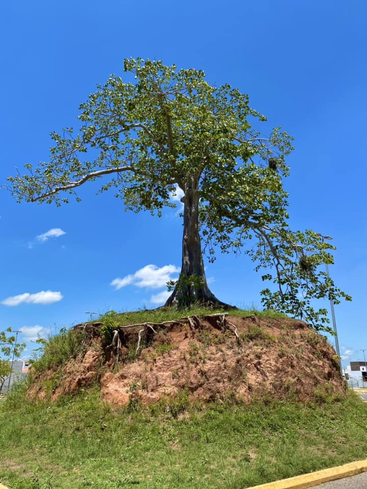 La Ceiba Maldita De Altabrisa