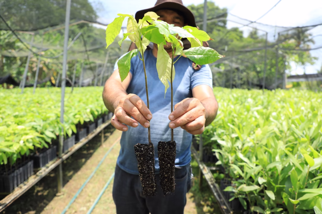 “Jornada De Reforestación 2025: Un Programa Anual Que Transformará Tabasco” 73 Whatsapp Image 2025 09 12 At 12.49.20 Pm