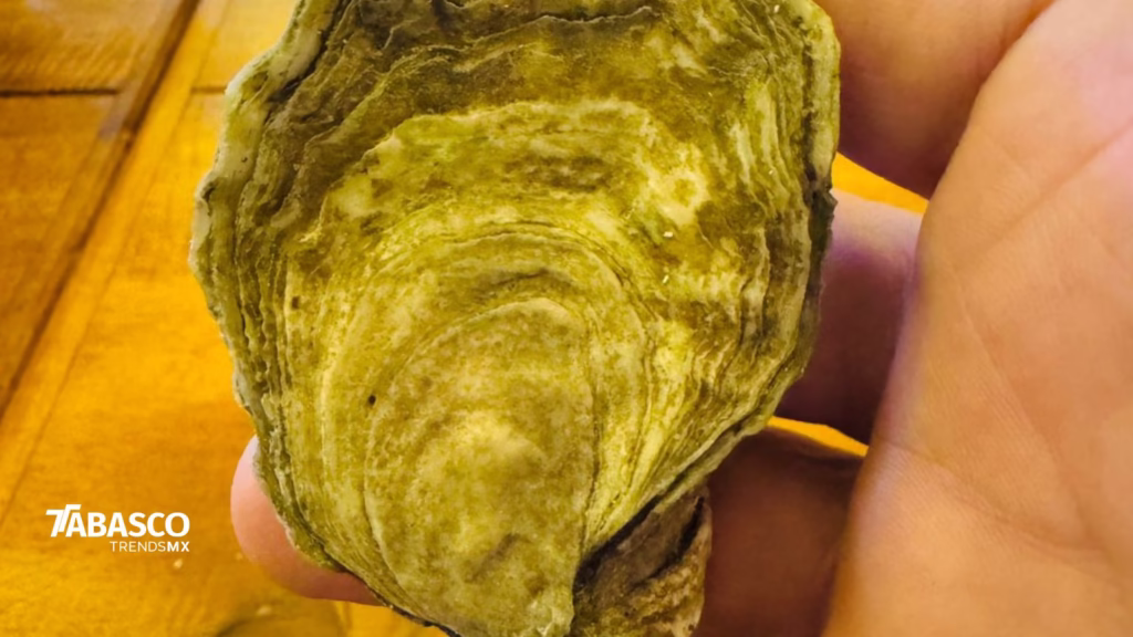 ¡La Ostioniza 2025: Una Jornada Inolvidable De Sabores Del Mar En La Cevichería Tabasco! 75 278