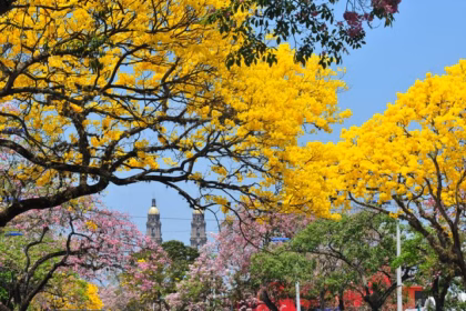 Festival ‘Guayacán y Macuilí’ 2026