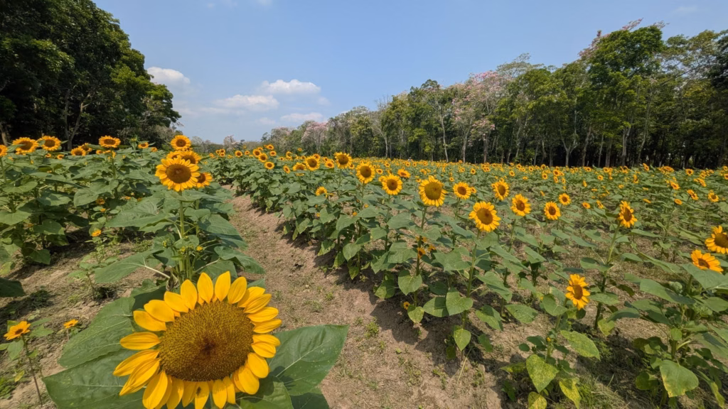 Guía Del Campo De Girasoles En Cunduacán: Horarios Y Ubicación 71 Vista Panorámica Del Campo De Girasoles De Cunduacán, Tabasco. La Imagen Muestra Una Toma En Perspectiva De Un Girasol Brillante En Primer Plano, Seguido De Hileras De Cultivos Que Se Extienden Hasta El Fondo, Rodeados Por Densos Árboles Verdes Bajo Un Cielo Despejado.