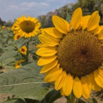 &Quot;Fotografía En Primer Plano De Un Girasol Brillante En El Campo De Girasoles De Cunduacán, Tabasco. Al Fondo Se Observa La Extensión Del Cultivo Bajo Un Cielo Despejado, Destacando La Belleza Natural De La Región De La Chontalpa.&Quot;