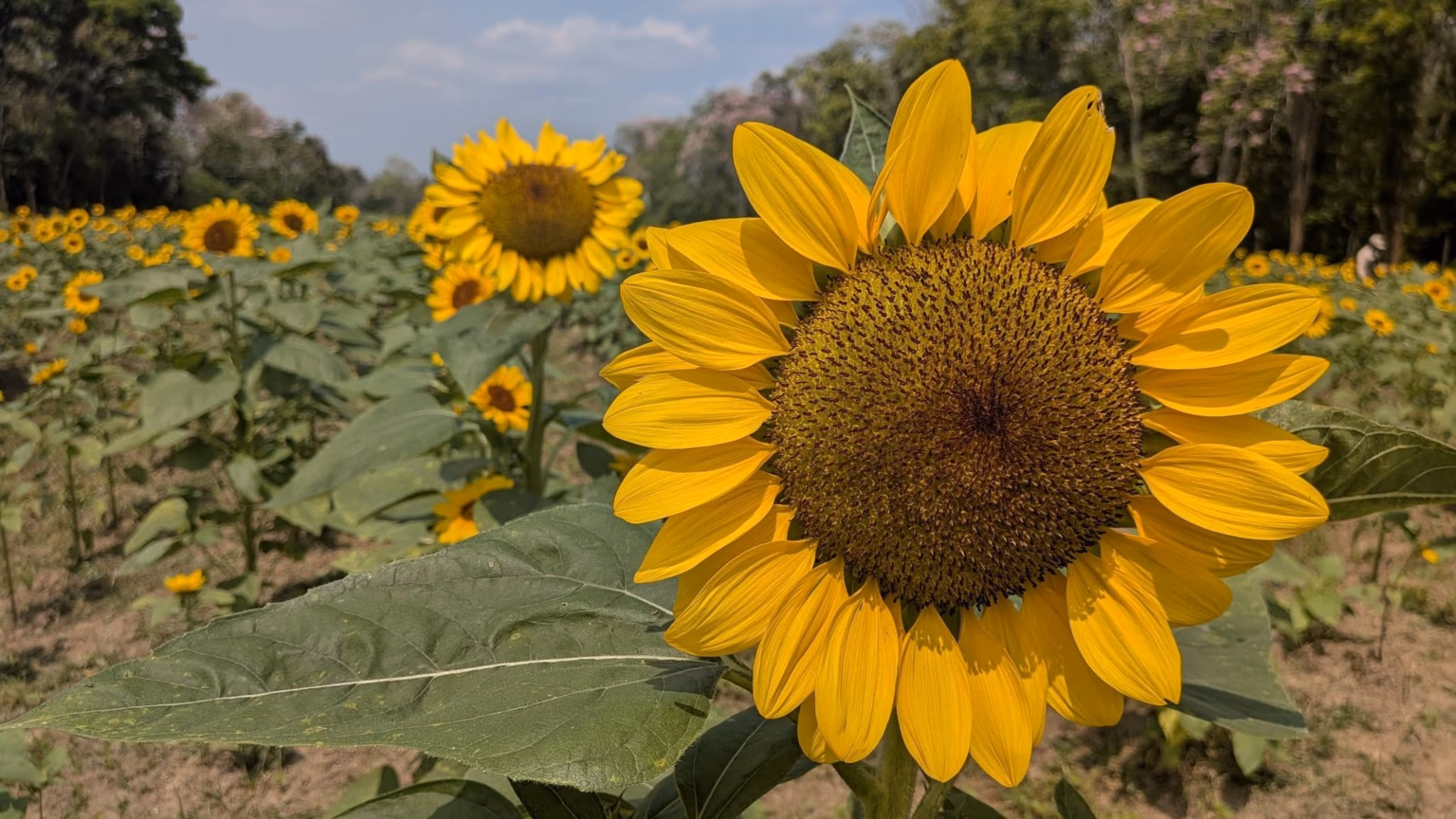 Guía Del Campo De Girasoles En Cunduacán: Horarios Y Ubicación 69 &Quot;Fotografía En Primer Plano De Un Girasol Brillante En El Campo De Girasoles De Cunduacán, Tabasco. Al Fondo Se Observa La Extensión Del Cultivo Bajo Un Cielo Despejado, Destacando La Belleza Natural De La Región De La Chontalpa.&Quot;