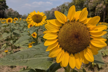 &Quot;Fotografía En Primer Plano De Un Girasol Brillante En El Campo De Girasoles De Cunduacán, Tabasco. Al Fondo Se Observa La Extensión Del Cultivo Bajo Un Cielo Despejado, Destacando La Belleza Natural De La Región De La Chontalpa.&Quot;