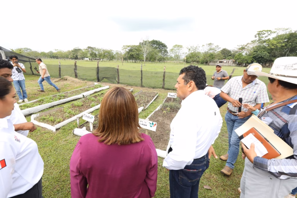 Javier May Impulsa La Soberanía Alimentaria Y La Salud Desde Los Viveros De Huimanguillo Con Sembrando Vida 3 Una Toma En Picada De Un Grupo De Personas, Incluyendo Al Gobernador Javier May Rodríguez Y Una Mujer Con Blusa Magenta, De Espaldas, Observando Camas De Cultivo Rectangulares Llenas De Plántulas Jóvenes. Se Encuentran En Un Campo Abierto Con Árboles Al Fondo, Acompañados Por Técnicos Agrícolas Con Sombreros.