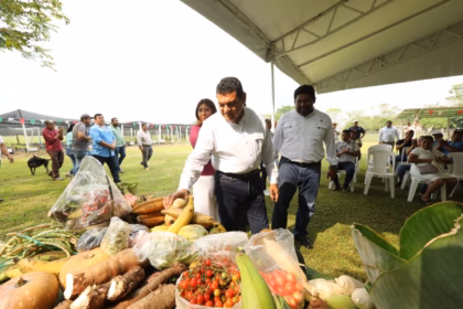 Plano Medio Del Gobernador Javier May Interactuando Con Productores De Sembrando Vida En Un Vivero Al Aire Libre. En Primer Plano, Una Mesa Exhibe La Diversidad De La Cosecha Local, Incluyendo Tubérculos Y Vegetales. El Ambiente Es Luminoso Y De Trabajo Comunitario.