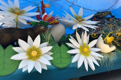 Un Primer Plano De Los Detalles Decorativos De Un Carro Alegórico. En La Escena Destacan Flores De Loto Blancas De Gran Tamaño Con Centros Amarillos, Hojas Verdes Circulares Y Una Figura De Un Manatí Marrón De Textura Realista. Al Fondo Se Observa Una Tortuga Decorada Con Patrones Coloridos Y Pequeñas Flores Rojas, Junto A Un Huevo Del Que Emerge Una Pequeña Tortuga Amarilla. Todo El Conjunto Está Bajo Una Carpa Protectora Azul, Mostrando El Trabajo Artesanal De Jonuta Para La Feria Tabasco 2026.