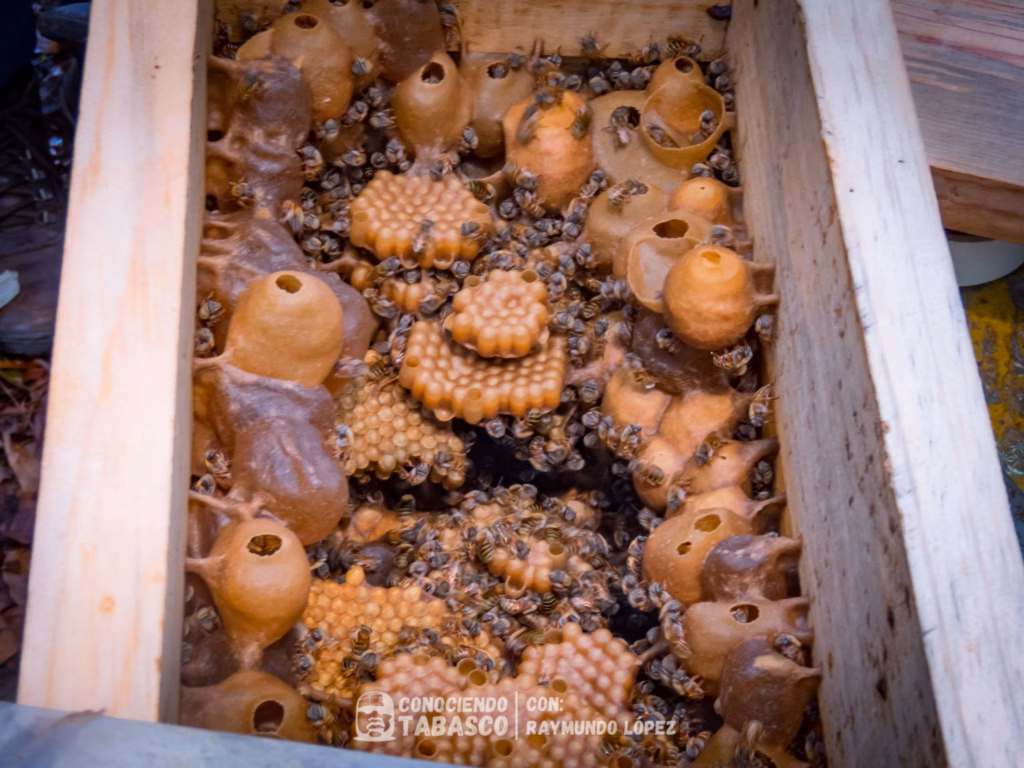 Santuario Pandora: El Nuevo Referente De Ecoturismo En Teapa, Tabasco 70 Un Primer Plano Detallado Del Interior De Una Colmena De Abejas Nativas En Una Caja De Madera. Varias Abejas Nativas Sin Aguijón Están Activas Entre Grupos De Celdas De Cría De Cera De Forma Irregular Y Ollas De Almacenamiento Llenas De Miel, Algunas Con Orificios Abiertos.