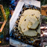 Una Composición De Tres Imágenes Verticales De Ecoturismo En Tabasco, México. A La Izquierda: El Letrero De Madera En Forma De Hexágono Del 'Santuario Pandora Abejas Nativas' En Una Selva Tropical.