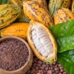 Fotografía En Plano Detalle De Frutos De Cacao En Diversos Estados. Se Observan Varias Mazorcas De Cacao Enteras Con Cáscaras.