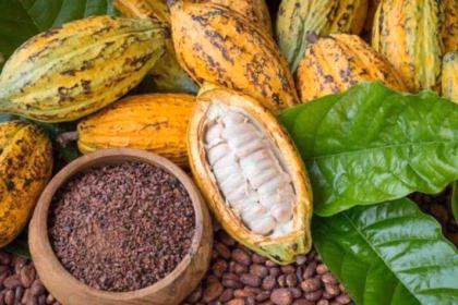 Fotografía En Plano Detalle De Frutos De Cacao En Diversos Estados. Se Observan Varias Mazorcas De Cacao Enteras Con Cáscaras.