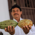 Fotografía Institucional En Interiores Con Plano Medio. En La Mitad Derecha De La Toma, Un Productor Cacaotero Con Camisa Blanca De Manga Corta Y Bigote Mira Fijamente A La Cámara Mientras Sostiene Al Frente Dos Mazorcas De Cacao Verde-Amarillentas. Al Lado Izquierdo, Desenfocados En El Fondo, Una Mujer Y Un Hombre Con Camisas Blancas Institucionales Sonríen Mientras Observan La Dinámica. Detrás De Ellos Se Ubica Una Columna Blanca Y, En Paralelo, Una Fila De Caballetes De Madera Con Mamparas Informativas. La Iluminación Es Clara, Natural Y Homogénea.