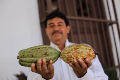 Fotografía Institucional En Interiores Con Plano Medio. En La Mitad Derecha De La Toma, Un Productor Cacaotero Con Camisa Blanca De Manga Corta Y Bigote Mira Fijamente A La Cámara Mientras Sostiene Al Frente Dos Mazorcas De Cacao Verde-Amarillentas. Al Lado Izquierdo, Desenfocados En El Fondo, Una Mujer Y Un Hombre Con Camisas Blancas Institucionales Sonríen Mientras Observan La Dinámica. Detrás De Ellos Se Ubica Una Columna Blanca Y, En Paralelo, Una Fila De Caballetes De Madera Con Mamparas Informativas. La Iluminación Es Clara, Natural Y Homogénea.