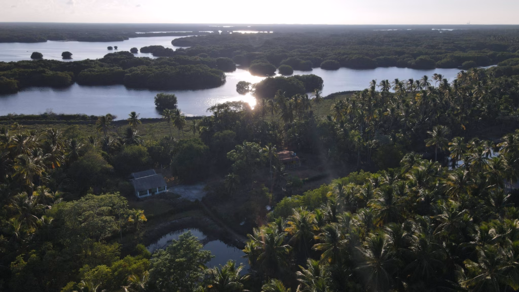 Decretan A &Quot;Cinco Lagunas&Quot; En Comalcalco Como La Nueva Área Natural Protegida De Tabasco 71 Vista Aérea Panorámica De La Reserva Ecológica Cinco Lagunas En Comalcalco, Tabasco. En Primer Plano Se Observa Una Densa Vegetación Tropical Compuesta Principalmente Por Abundantes Palmeras De Coco Y Árboles Verdes, Entre Los Que Destaca Una Pequeña Casa Con Techo De Dos Aguas Y Un Estanque De Agua Menor. Al Fondo, Se Extiende Un Imponente Sistema Fluvio-Lagunar Con Islotes De Manglares Verdes Que Dividen Los Cuerpos De Agua. El Sol Se Refleja Intensamente Sobre La Superficie Del Agua, Creando Un Destello Brillante Bajo Un Cielo Claro En Un Horizonte Natural Infinito.
