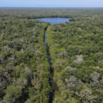 Vista Aérea Panorámica A Gran Altura De La Reserva Ecológica Cinco Lagunas En Comalcalco, Tabasco. La Imagen Muestra Una Inmensa Y Densa Extensión De Copas De Árboles Y Manglares Verdes Que Cubre Casi Todo El Territorio. Un Canal Estrecho Y Alargado De Agua Fluye Verticalmente Por El Centro De La Toma, Abriéndose Paso Entre La Vegetación Hasta Conectar Al Fondo Con Una Laguna O Cuerpo De Agua Más Amplio De Forma Irregular. En La Parte Superior, Una Delgada Línea De Cielo Azul Claro Delimita Un Horizonte Completamente Verde Y Natural Bajo Una Iluminación Diurna Uniforme.
