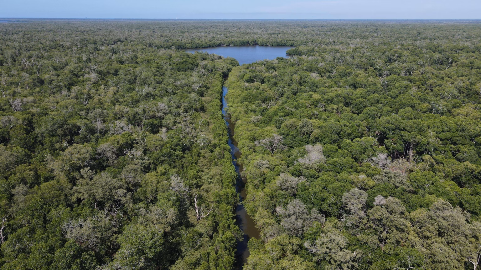 Decretan A &Quot;Cinco Lagunas&Quot; En Comalcalco Como La Nueva Área Natural Protegida De Tabasco 69 Vista Aérea Panorámica A Gran Altura De La Reserva Ecológica Cinco Lagunas En Comalcalco, Tabasco. La Imagen Muestra Una Inmensa Y Densa Extensión De Copas De Árboles Y Manglares Verdes Que Cubre Casi Todo El Territorio. Un Canal Estrecho Y Alargado De Agua Fluye Verticalmente Por El Centro De La Toma, Abriéndose Paso Entre La Vegetación Hasta Conectar Al Fondo Con Una Laguna O Cuerpo De Agua Más Amplio De Forma Irregular. En La Parte Superior, Una Delgada Línea De Cielo Azul Claro Delimita Un Horizonte Completamente Verde Y Natural Bajo Una Iluminación Diurna Uniforme.