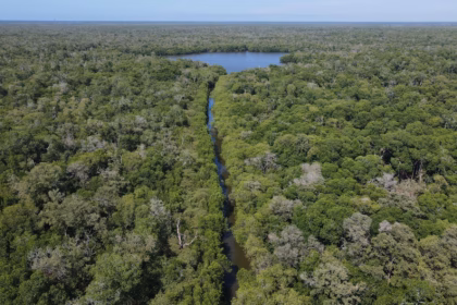 Vista Aérea Panorámica A Gran Altura De La Reserva Ecológica Cinco Lagunas En Comalcalco, Tabasco. La Imagen Muestra Una Inmensa Y Densa Extensión De Copas De Árboles Y Manglares Verdes Que Cubre Casi Todo El Territorio. Un Canal Estrecho Y Alargado De Agua Fluye Verticalmente Por El Centro De La Toma, Abriéndose Paso Entre La Vegetación Hasta Conectar Al Fondo Con Una Laguna O Cuerpo De Agua Más Amplio De Forma Irregular. En La Parte Superior, Una Delgada Línea De Cielo Azul Claro Delimita Un Horizonte Completamente Verde Y Natural Bajo Una Iluminación Diurna Uniforme.