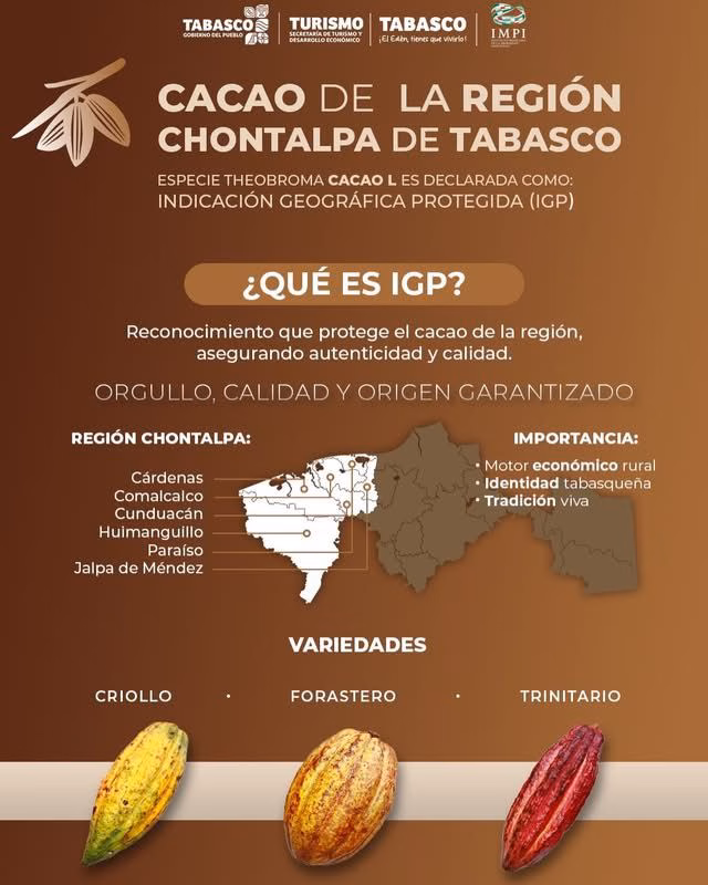 Aquí Tienes El Texto Alternativo Y La Leyenda Para La Infografía Del Cacao: Texto Alternativo (Alt Text) Infografía Educativa Con Tonos Marrones Y Ocres Titulada &Quot;Cacao De La Región Chontalpa De Tabasco&Quot;. El Diseño Anuncia Que La Especie Theobroma Cacao L. Ha Sido Declarada Como Indicación Geográfica Protegida (Igp) Por El Impi. Incluye Un Mapa De Tabasco Resaltando Los Municipios De La Chontalpa: Cárdenas, Comalcalco, Cunduacán, Huimanguillo, Paraíso Y Jalpa De Méndez.
