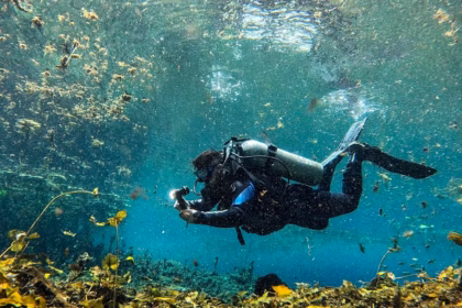 Un Buzo Con Equipo Completo De Buceo Autónomo Y Una Linterna Encendida Nada Horizontalmente En Agua Clara Y Turquesa Durante Una Exploración Subacuática. El Entorno Muestra Vegetación Acuática En El Fondo, Partículas Suspendidas Iluminadas Por La Luz Solar Y La Superficie Del Agua Visible Arriba.