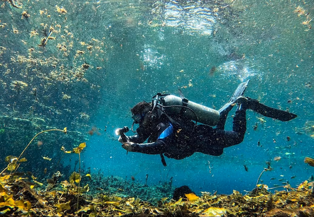 &Amp;Quot;Salvajes Sin Límites&Amp;Quot;: Lanzan Serie Documental Sobre La Biodiversidad De Los 17 Municipios De Tabasco 2 Un Buzo Con Equipo Completo De Buceo Autónomo Y Una Linterna Encendida Nada Horizontalmente En Agua Clara Y Turquesa Durante Una Exploración Subacuática. El Entorno Muestra Vegetación Acuática En El Fondo, Partículas Suspendidas Iluminadas Por La Luz Solar Y La Superficie Del Agua Visible Arriba.