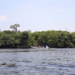 Otografía De Una Lancha Con Motor Fuera De Borda Transportando A Un Grupo De Turistas A Lo Largo De Un Amplio Cuerpo De Agua En La Reserva. Al Fondo Se Extiende Una Densa Y Continua Muralla Verde De Manglares Bajo Un Cielo Claro Con Nubes Tenues. El Agua En Primer Plano Muestra Pequeñas Ondas Provocadas Por El Viento O El Paso De La Embarcación.