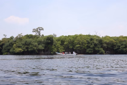 Otografía De Una Lancha Con Motor Fuera De Borda Transportando A Un Grupo De Turistas A Lo Largo De Un Amplio Cuerpo De Agua En La Reserva. Al Fondo Se Extiende Una Densa Y Continua Muralla Verde De Manglares Bajo Un Cielo Claro Con Nubes Tenues. El Agua En Primer Plano Muestra Pequeñas Ondas Provocadas Por El Viento O El Paso De La Embarcación.