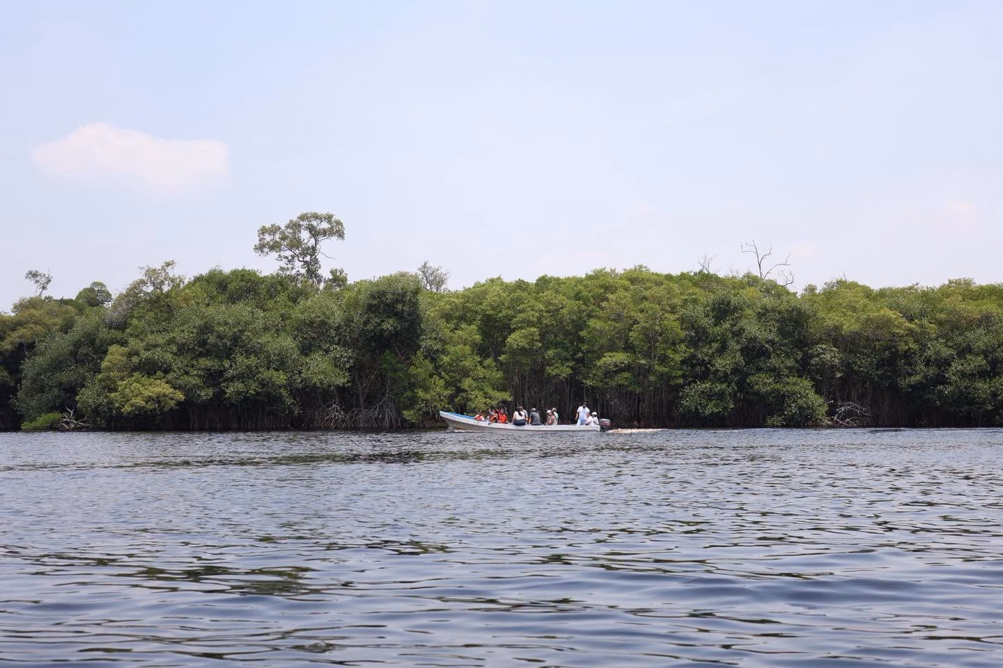 Naturaleza Y Conservación: Cinco Lagunas Deslumbra En La Fiesta De Los Manglares Y Humedales 2026 70 Otografía De Una Lancha Con Motor Fuera De Borda Transportando A Un Grupo De Turistas A Lo Largo De Un Amplio Cuerpo De Agua En La Reserva. Al Fondo Se Extiende Una Densa Y Continua Muralla Verde De Manglares Bajo Un Cielo Claro Con Nubes Tenues. El Agua En Primer Plano Muestra Pequeñas Ondas Provocadas Por El Viento O El Paso De La Embarcación.