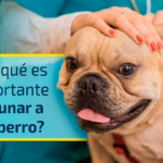 Bienestar Animal Por Que Vacunar A Tu Perro A Los 3 Meses