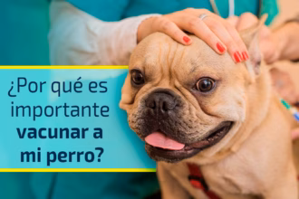 Bienestar Animal Por Que Vacunar A Tu Perro A Los 3 Meses