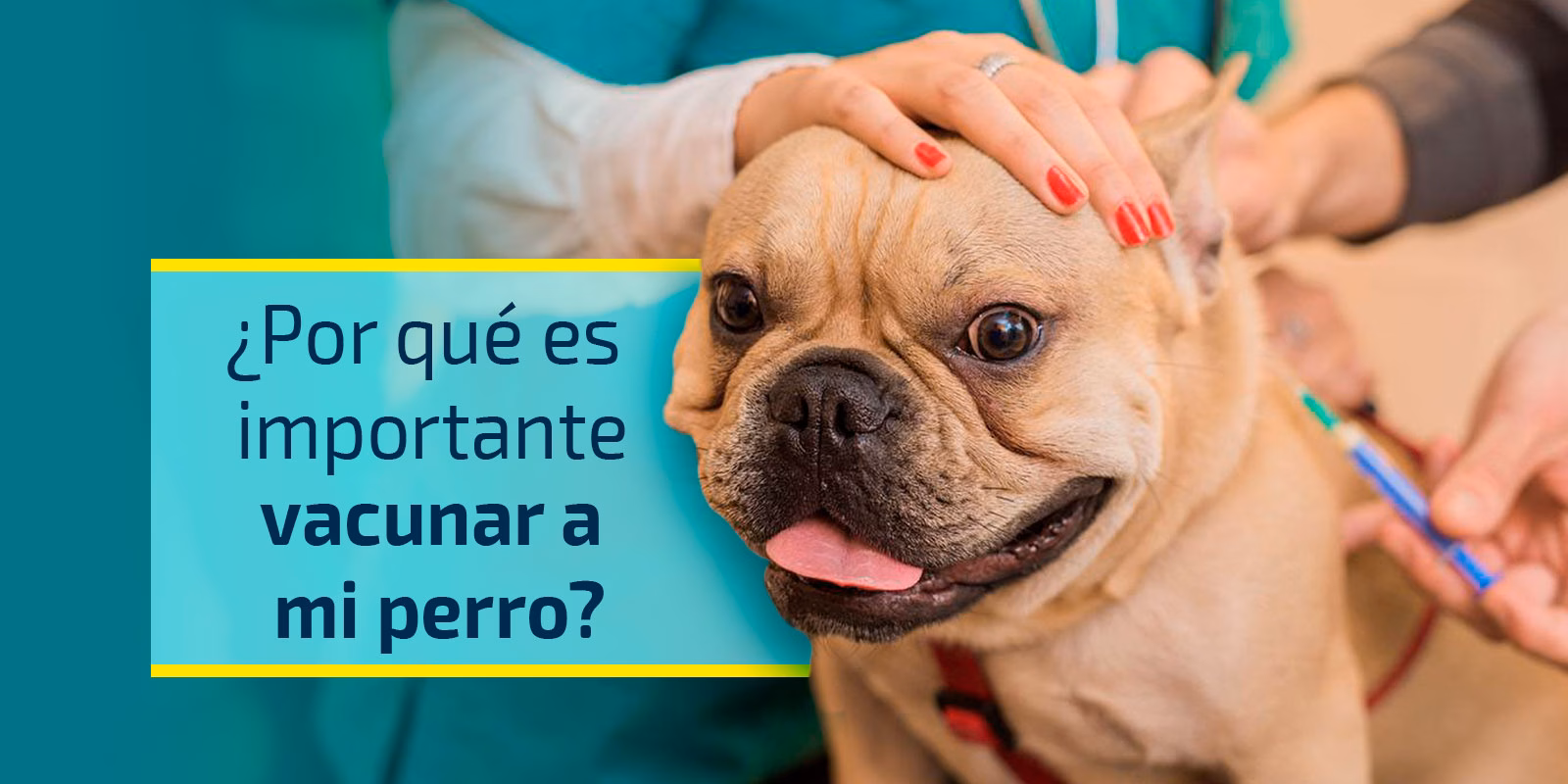 Bienestar Animal: Por Qué Vacunar A Tu Perro A Los 3 Meses 70 Bienestar Animal Por Que Vacunar A Tu Perro A Los 3 Meses