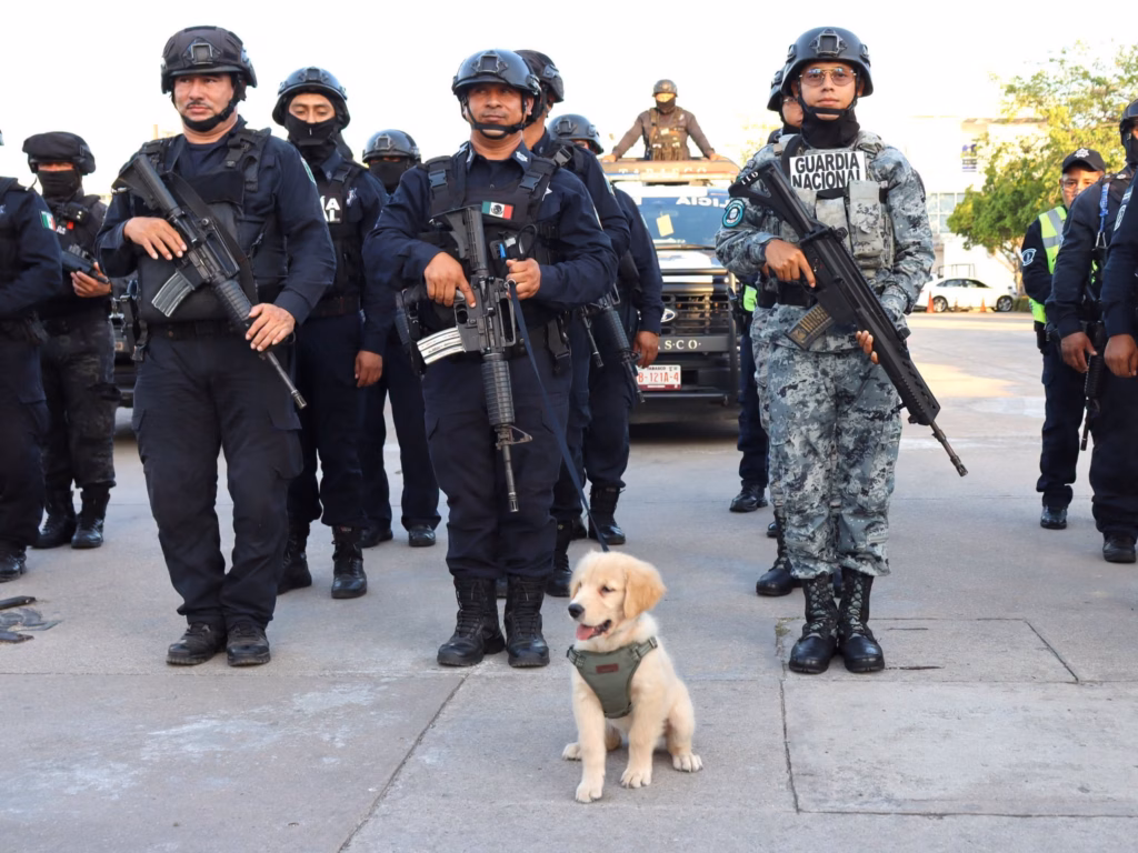 Cachorro Golden Retriever Con Arnés Táctico Sentado En El Centro, Al Frente De Una Formación De Elementos De Seguridad Y Guardia Nacional En Tabasco.