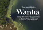 Vista Aérea De La Reserva Wanha' Que Muestra Sus Manglares Y Vegetación Acuática Sobre Un Cuerpo De Agua Verde Para El Documental Sobre La Reserva Wanha' Que Competirá En España.