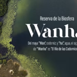 Vista Aérea De La Reserva Wanha' Que Muestra Sus Manglares Y Vegetación Acuática Sobre Un Cuerpo De Agua Verde Para El Documental Sobre La Reserva Wanha' Que Competirá En España.