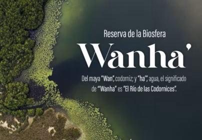 Vista Aérea De La Reserva Wanha' Que Muestra Sus Manglares Y Vegetación Acuática Sobre Un Cuerpo De Agua Verde Para El Documental Sobre La Reserva Wanha' Que Competirá En España.