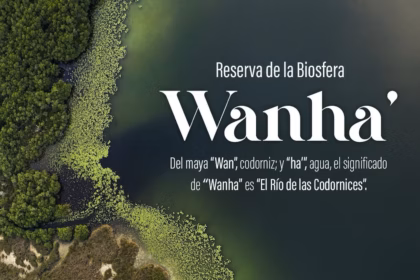 Vista Aérea De La Reserva Wanha' Que Muestra Sus Manglares Y Vegetación Acuática Sobre Un Cuerpo De Agua Verde Para El Documental Sobre La Reserva Wanha' Que Competirá En España.