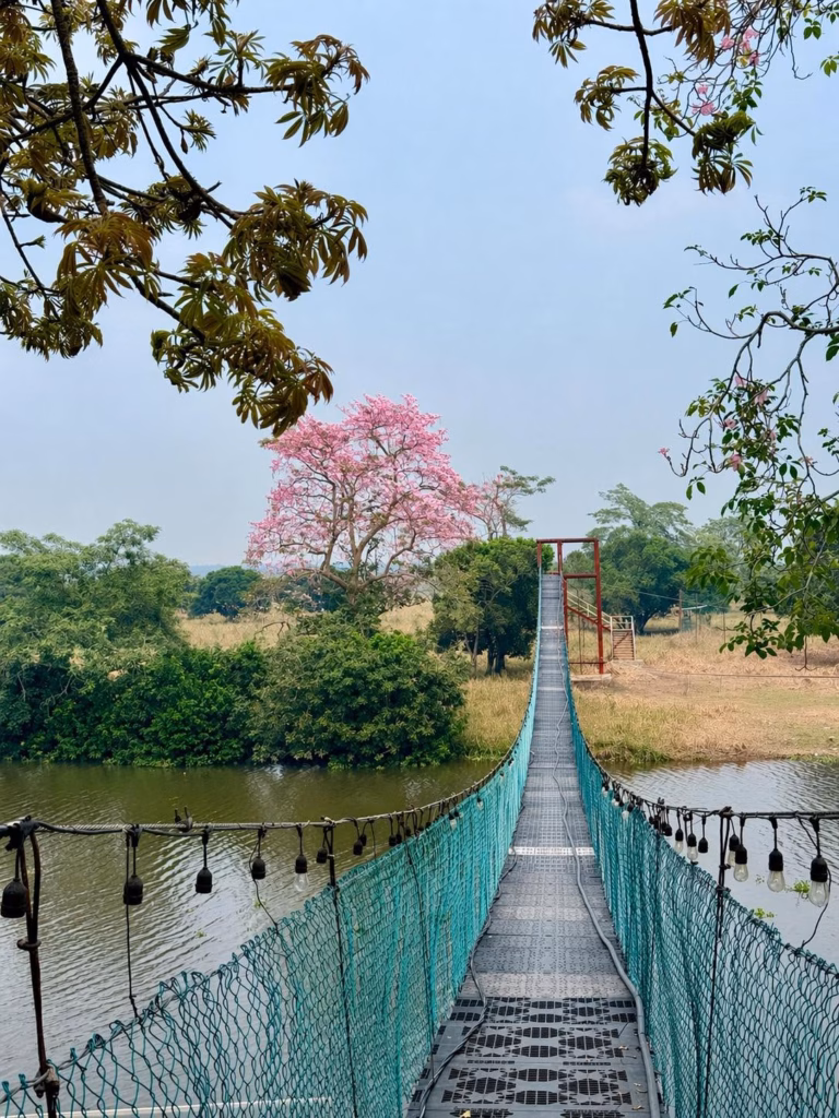 El Puente Colgante Que Te Permite Estar En Veracruz Y Tabasco Al Mismo Tiempo 2